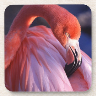 Flamingo Coaster Set