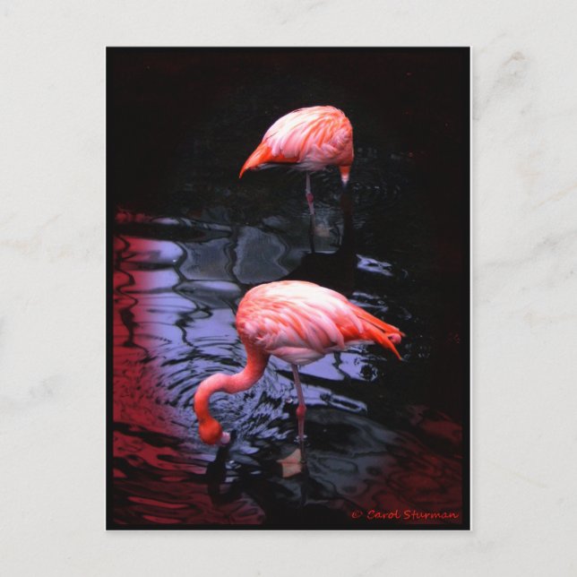 FLAMINGO copy Postcard (Front)