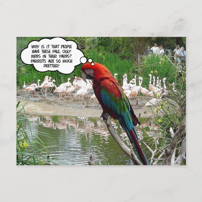 Flamingo Envy Postcard (Front)