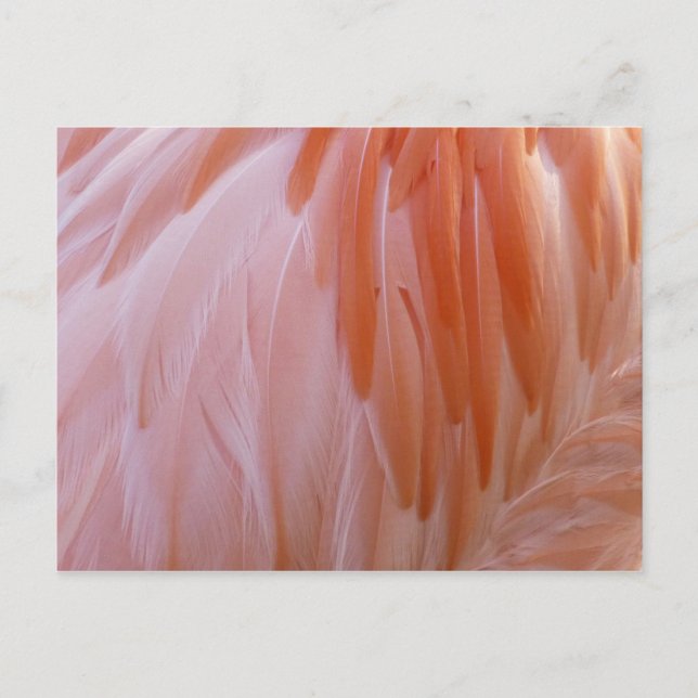 Flamingo Feathers in Shades of Pink Postcard (Front)