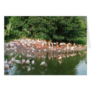 flamingo flock