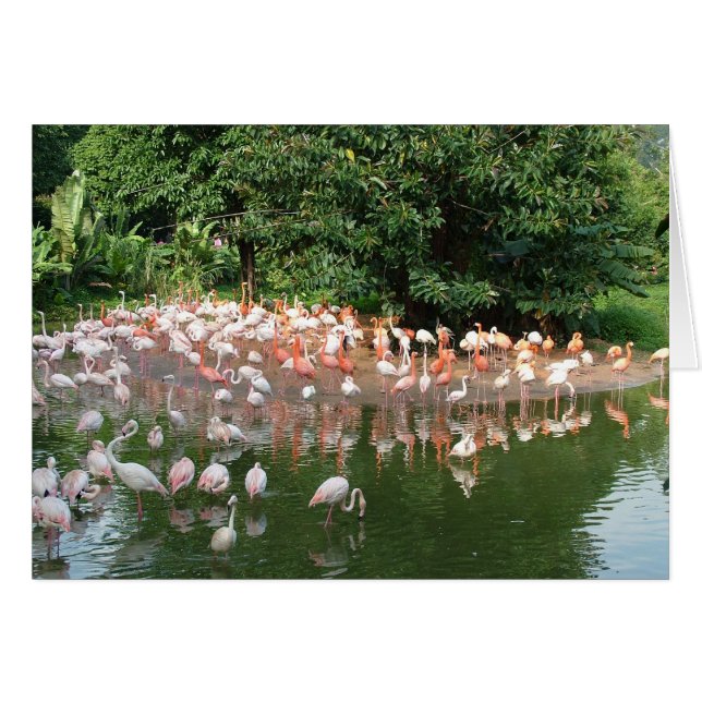 flamingo flock (Front Horizontal)