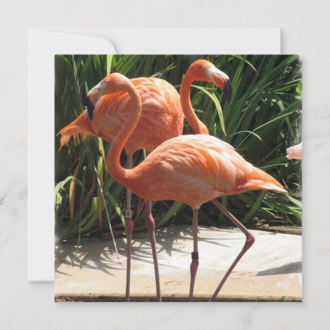 Flamingo Flock Invitation (Front)