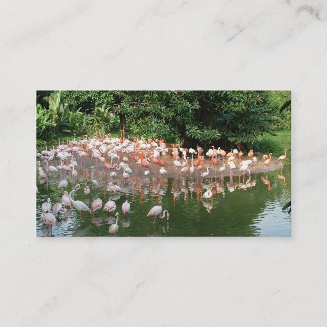 flamingo flock nature business card (Front)