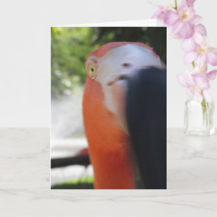 Flamingo Funny Greeting Card for Anyone