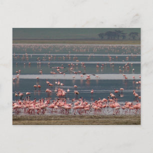 Flamingo Gathering - Postcard