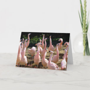 Flamingo greeting card
