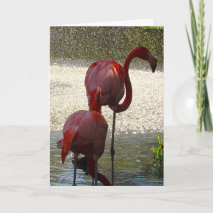 Flamingo Greeting Card For Any Occasion