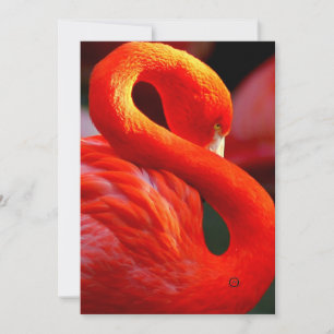 flamingo holiday card