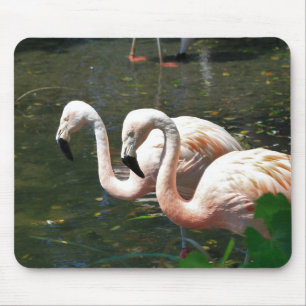 Flamingo in a pond with green tree's mouse pad