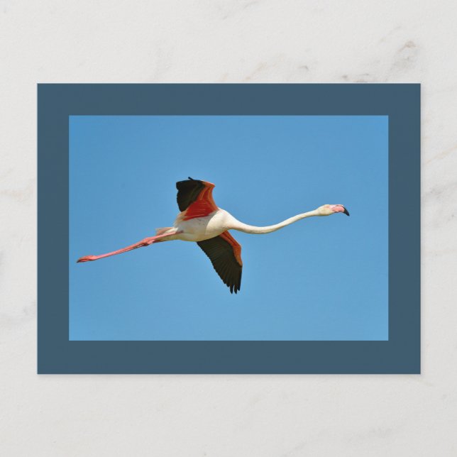 Flamingo in flight postcard (Front)