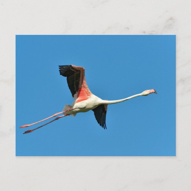Flamingo in flight postcard (Front)