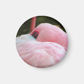 Flamingo  magnet