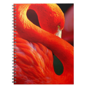 Flamingo Notebook