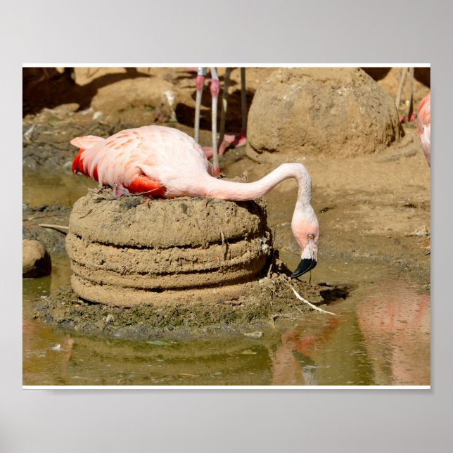 Flamingo on its nest  poster (Front)