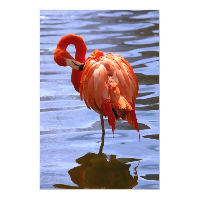 Flamingo on one leg in water photo print (Front)