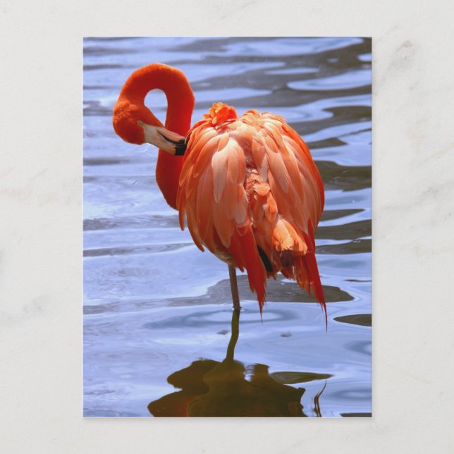 Flamingo on one leg in water postcard (Front)