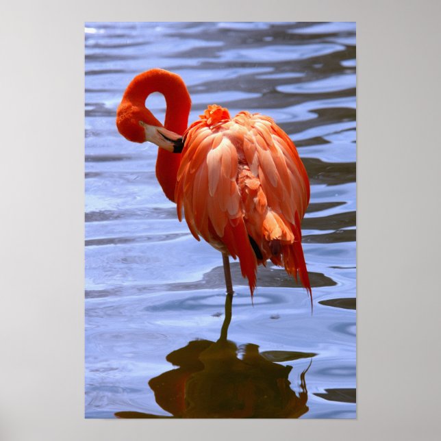 Flamingo on one leg in water poster (Front)