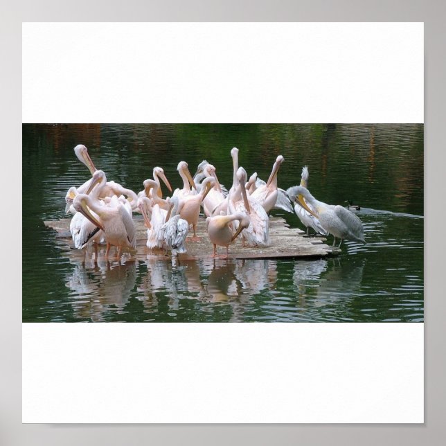 Flamingo Party Poster (Front)