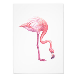 Flamingo Photo Print