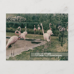 Flamingo Pink Flamingos Vintage Inspired Bird Postcard