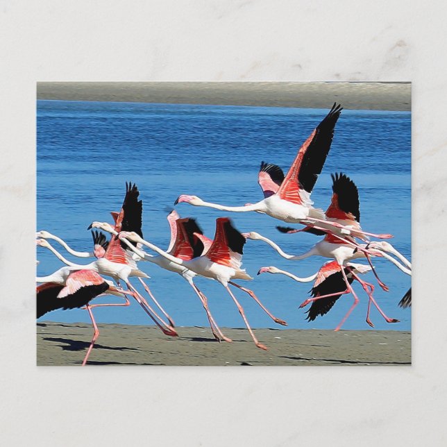 Flamingo Pink Flight Wildlife Photo Postcard (Front)