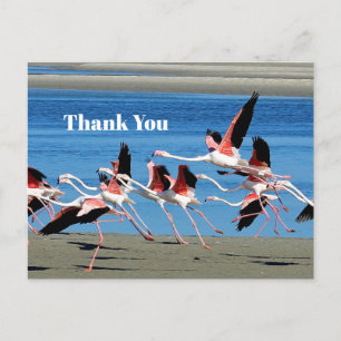 Flamingo Pink Flight Wildlife Photo Thank You Postcard