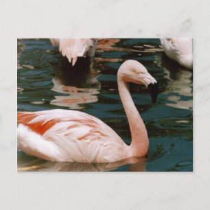 Flamingo Postcard
