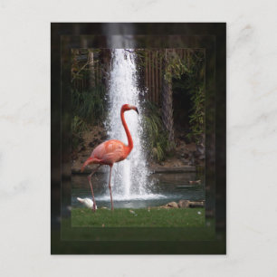 Flamingo Postcard
