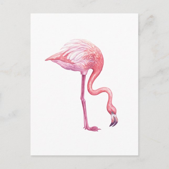 Flamingo Postcard (Front)