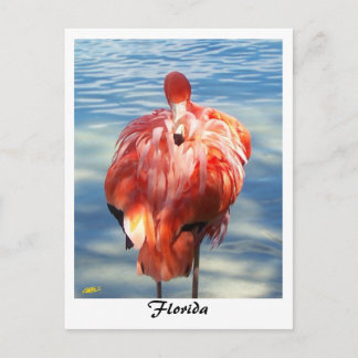 Flamingo Postcard