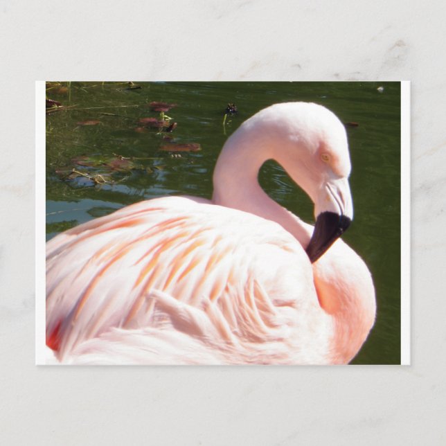 Flamingo Postcard (Front)