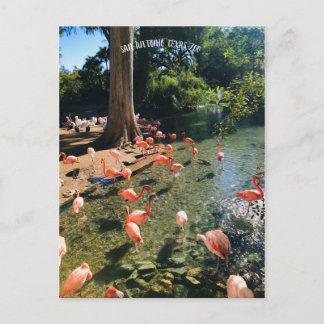 FLAMINGO POSTCARD