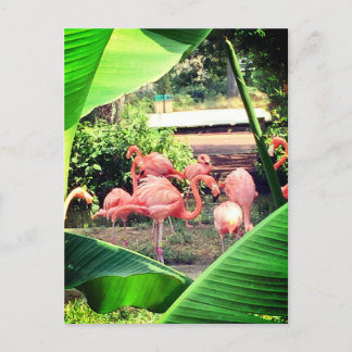 Flamingo Postcard