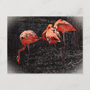 Flamingo Postcard