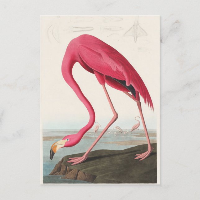 Flamingo Postcard (Front)
