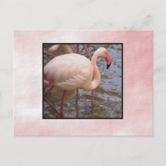 Flamingo Postcard