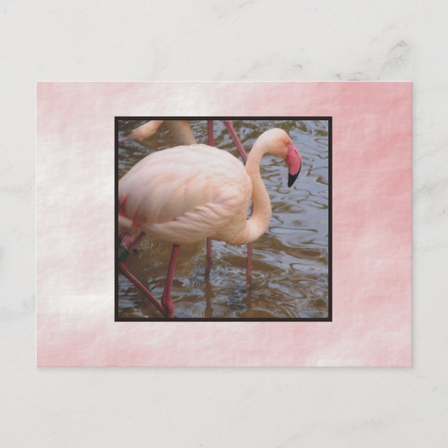 Flamingo Postcard (Front)