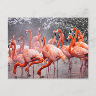 Flamingo postcard