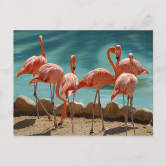 Flamingo Postcard