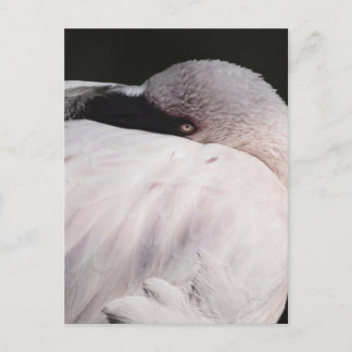 Flamingo Postcard