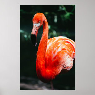FLAMINGO POSTER