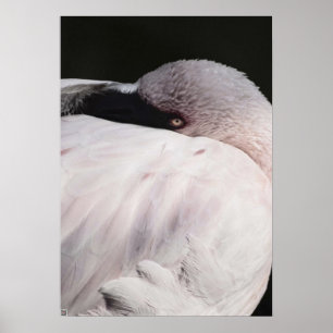 Flamingo Poster