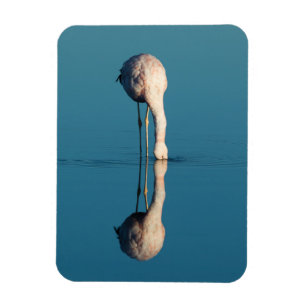 Flamingo Reflection, Laguna Chaxa, Atacama Magnet