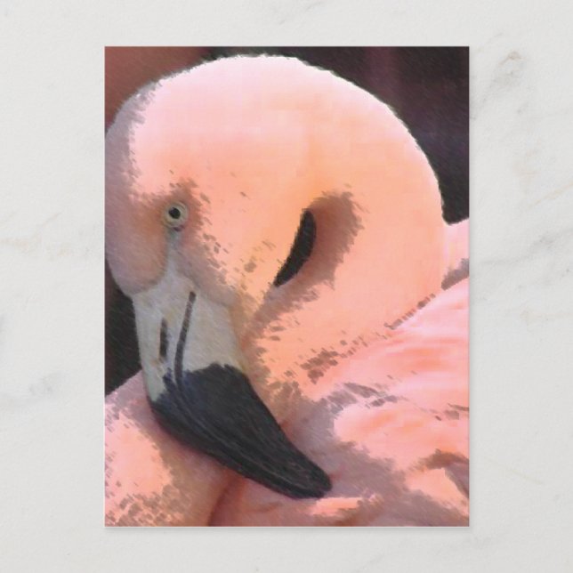 Flamingo Soft Focus Photo Postcard (Front)