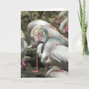 Flamingo Valentine's Holiday Card