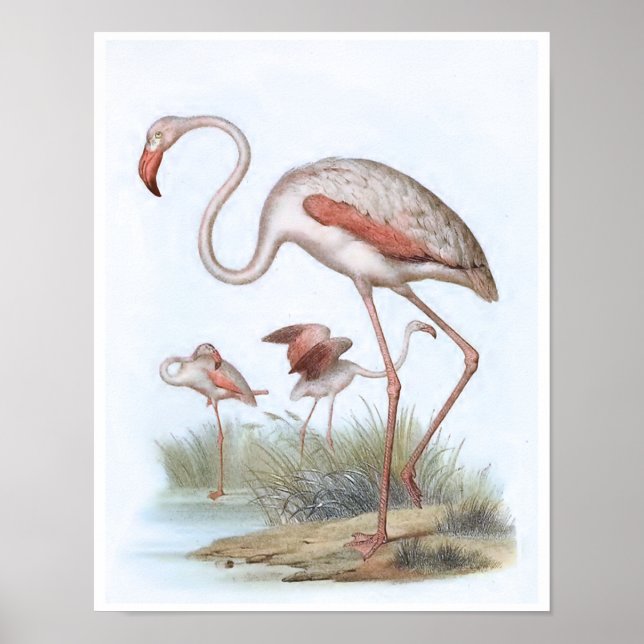 Flamingo Vintage Bird Illustration Poster (Front)