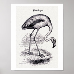 "Flamingo" Vintage Illustration Poster