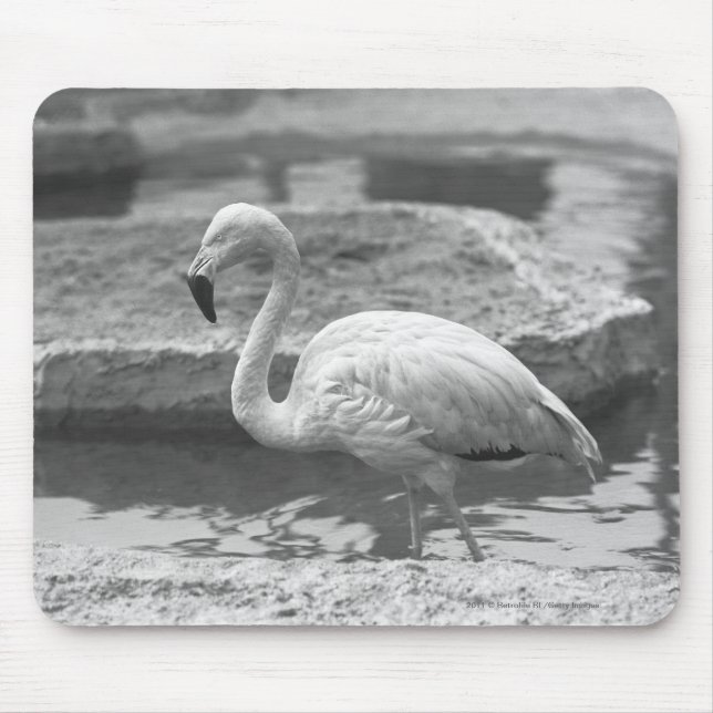 Flamingo wading in water B&W Mouse Pad (Front)
