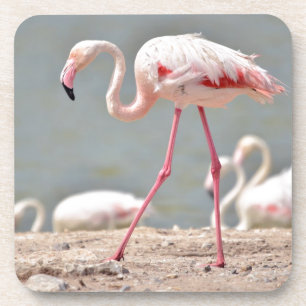 Flamingo walking on ground coaster